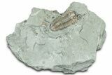 Long Prone Flexicalymene Trilobite - Indiana #325801-1